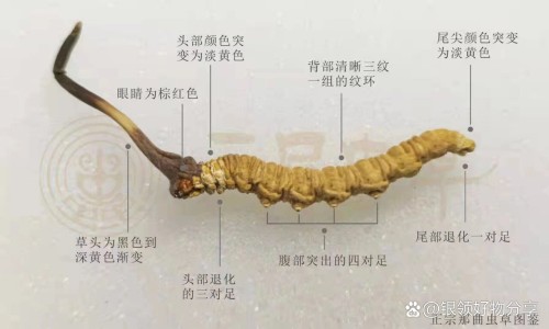 银杏谷内酯的功效与作用网- 银杏内脂的药用功效知识,分享银杏谷内酯的功效与作用及禁忌